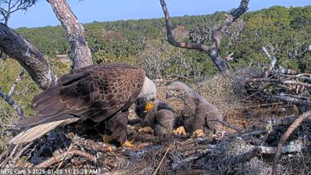 NE Florida Eagles Live Webcam - Jan 20, 2026, 11:26am EST