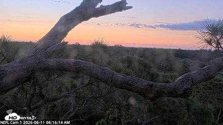 NE Florida Eagles Live Webcam - Jun 11, 2026, 6:17am EDT