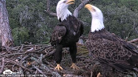 NE Florida Eagles Live Webcam - Sep 11, 2026, 7:45pm EDT