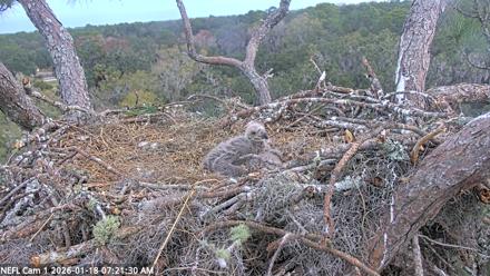 NE Florida Eagles Live Webcam - Jan 18, 2026, 7:22am EST