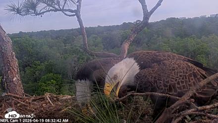 NE Florida Eagles Live Webcam - Apr 19, 2026, 8:33am EDT