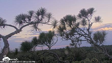 NE Florida Eagles Live Webcam - Jul 11, 2026, 8:23pm EDT