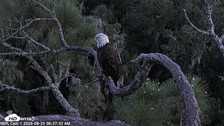NE Florida Eagles Live Webcam - Aug 25, 2026, 6:38am EDT