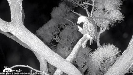 NE Florida Eagles Live Webcam - Sep 30, 2026, 6:36am EDT