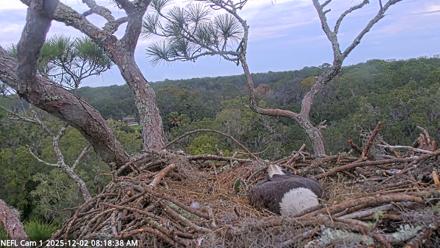 NE Florida Eagles Live Webcam - Dec 2, 2025, 8:19am EST