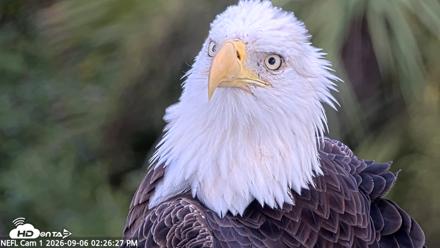 NE Florida Eagles Live Webcam - Sep 6, 2026, 2:27pm EDT