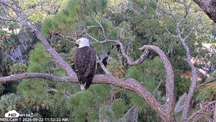 NE Florida Eagles Live Webcam - Sep 22, 2026, 11:53am EDT