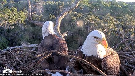 NE Florida Eagles Live Webcam - Sep 26, 2026, 7:46am EDT