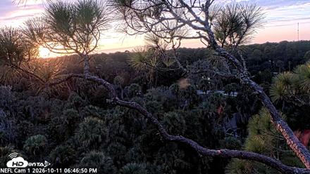 NE Florida Eagles Live Webcam - Oct 11, 2026, 6:48pm EDT