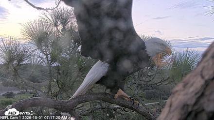 NE Florida Eagles Live Webcam - Oct 1, 2026, 7:18am EDT