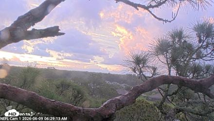 NE Florida Eagles Live Webcam - Jun 9, 2026, 6:30am EDT