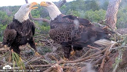 NE Florida Eagles Live Webcam - Apr 27, 2026, 7:37am EDT