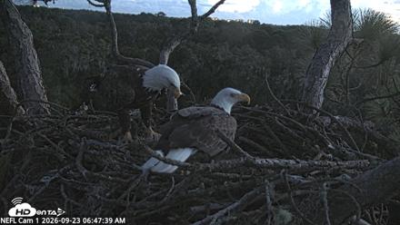 NE Florida Eagles Live Webcam - Sep 23, 2026, 6:48am EDT