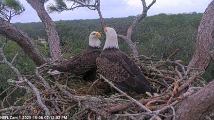 NE Florida Eagles Live Webcam - Oct 6, 2025, 7:12pm EDT