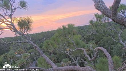 NE Florida Eagles Live Webcam - Jul 31, 2026, 7:51pm EDT