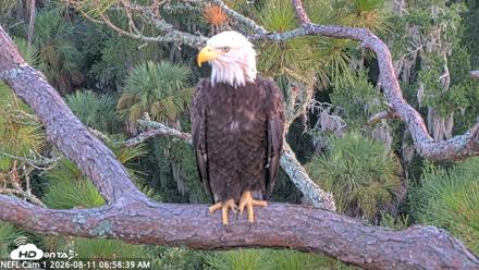 NE Florida Eagles Live Webcam - Aug 11, 2026, 6:59am EDT