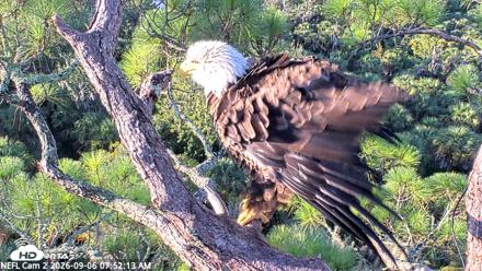 NE Florida Eagles Live Webcam - Sep 6, 2026, 7:53am EDT