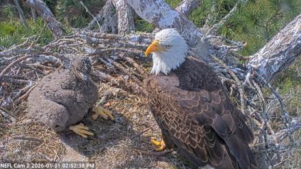 NE Florida Eagles Live Webcam - Jan 31, 2026, 2:53pm EST