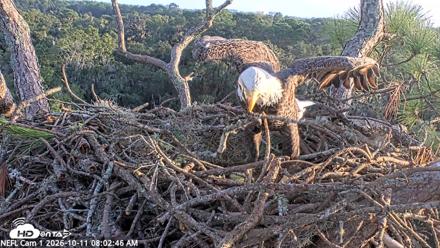 NE Florida Eagles Live Webcam - Oct 11, 2026, 8:03am EDT