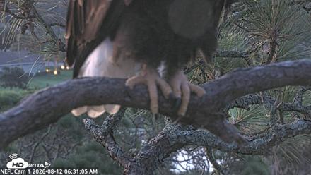 NE Florida Eagles Live Webcam - Aug 12, 2026, 6:32am EDT