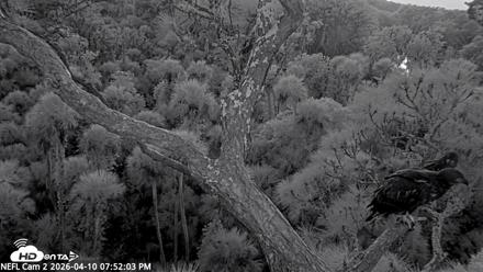 NE Florida Eagles Live Webcam - Apr 10, 2026, 7:52pm EDT