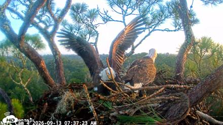 NE Florida Eagles Live Webcam - Sep 13, 2026, 7:38am EDT