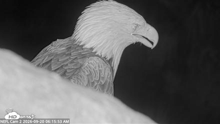 NE Florida Eagles Live Webcam - Sep 20, 2026, 6:17am EDT