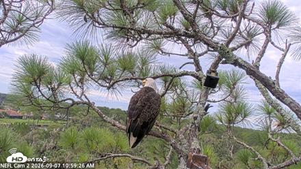 NE Florida Eagles Live Webcam - Sep 7, 2026, 11:00am EDT