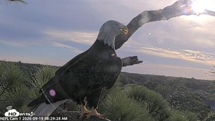 NE Florida Eagles Live Webcam - Sep 19, 2026, 8:30am EDT