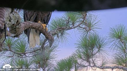 NE Florida Eagles Live Webcam - Aug 19, 2026, 7:57pm EDT