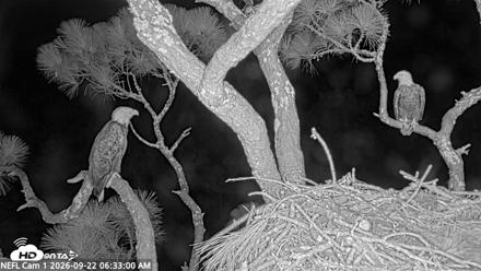 NE Florida Eagles Live Webcam - Sep 22, 2026, 6:33am EDT