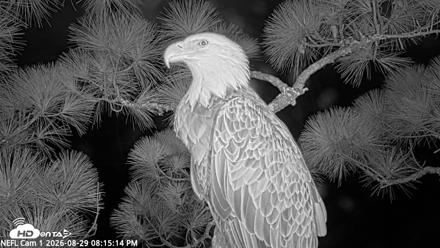 NE Florida Eagles Live Webcam - Aug 29, 2026, 8:16pm EDT