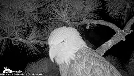 NE Florida Eagles Live Webcam - Aug 22, 2026, 5:39am EDT