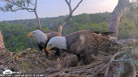 NE Florida Eagles Live Webcam - Apr 29, 2026, 7:16am EDT