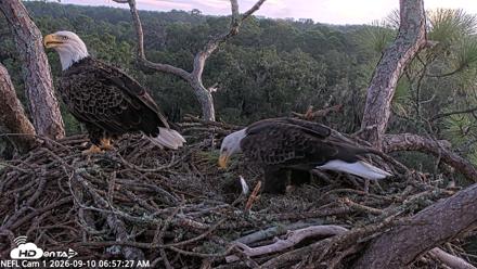 NE Florida Eagles Live Webcam - Sep 10, 2026, 6:58am EDT