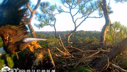 NE Florida Eagles Live Webcam - Sep 13, 2026, 7:49am EDT