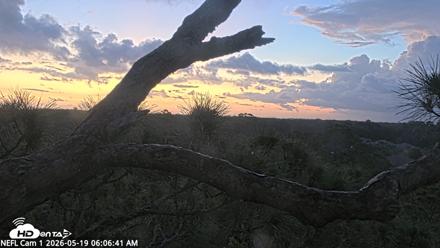 NE Florida Eagles Live Webcam - May 19, 2026, 6:07am EDT