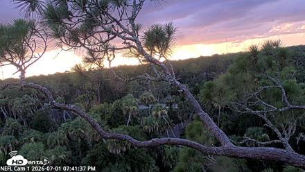 NE Florida Eagles Live Webcam - Jul 1, 2026, 7:42pm EDT