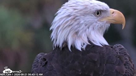 NE Florida Eagles Live Webcam - Aug 21, 2026, 6:44am EDT
