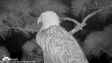 NE Florida Eagles Live Webcam - Aug 29, 2026, 8:09pm EDT