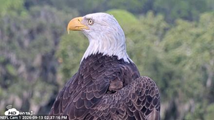 NE Florida Eagles Live Webcam - Sep 13, 2026, 2:38pm EDT