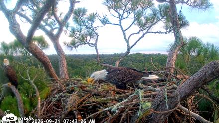 NE Florida Eagles Live Webcam - Sep 21, 2026, 7:44am EDT