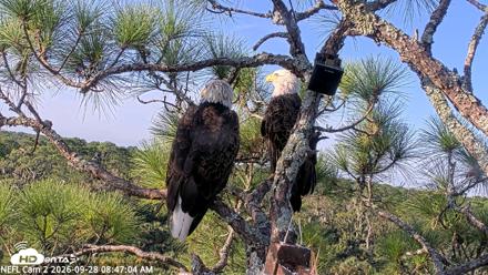 NE Florida Eagles Live Webcam - Sep 28, 2026, 8:47am EDT
