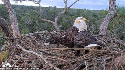 NE Florida Eagles Live Webcam - Sep 25, 2026, 6:34pm EDT