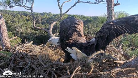 NE Florida Eagles Live Webcam - Oct 13, 2026, 9:00am EDT