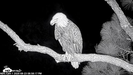 NE Florida Eagles Live Webcam - Aug 23, 2026, 8:59pm EDT