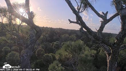 NE Florida Eagles Live Webcam - Sep 17, 2026, 6:53pm EDT