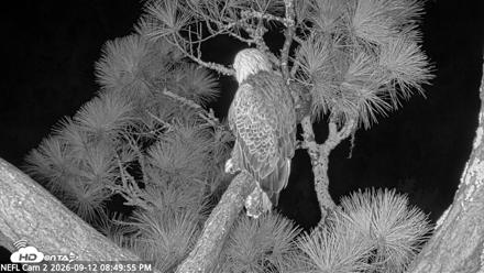 NE Florida Eagles Live Webcam - Sep 12, 2026, 8:51pm EDT