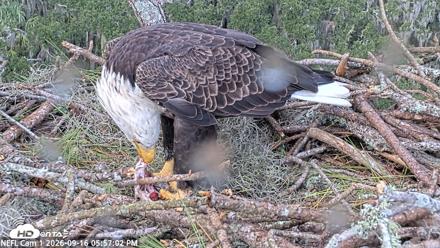 NE Florida Eagles Live Webcam - Sep 16, 2026, 5:57pm EDT