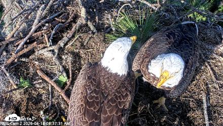 NE Florida Eagles Live Webcam - Apr 18, 2026, 8:38am EDT